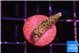 Acropora pink 1-2 cm WYSIWYG acclimaté