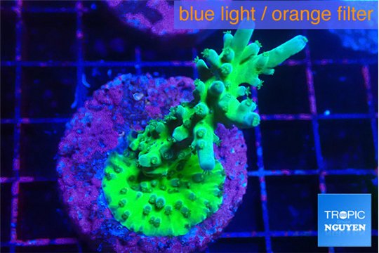 Acropora green 4-5 cm WYSIWYG acclimaté