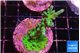 Acropora green 4-5 cm WYSIWYG acclimaté