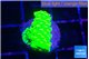 Acropora neon green 2 cm WYSIWYG acclimaté