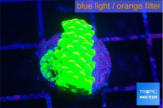 Acropora neon green 2 cm WYSIWYG acclimaté