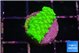 Acropora neon green 2 cm WYSIWYG acclimaté