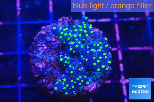 Acropora nana tricolor 3 cm WYSIWYG acclimaté