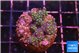 Acropora nana tricolor 3 cm WYSIWYG acclimaté