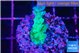 Acropora green purple 2 cm WYSIWYG acclimaté