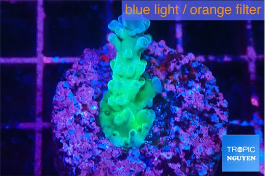 Acropora green purple 2 cm WYSIWYG acclimaté