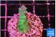 Acropora green purple 2 cm WYSIWYG acclimaté
