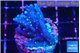 Acropora carduus purple neon green polyps 2-3 cm WYSIWYG acclimaté