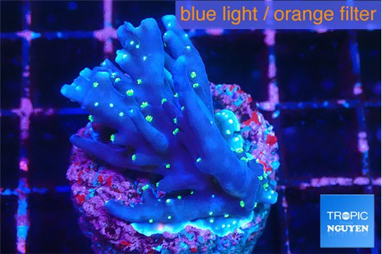 Acropora carduus purple neon green polyps 2-3 cm WYSIWYG acclimaté
