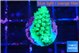 Acropora lemon green 1-2 cm WYSIWYG acclimaté