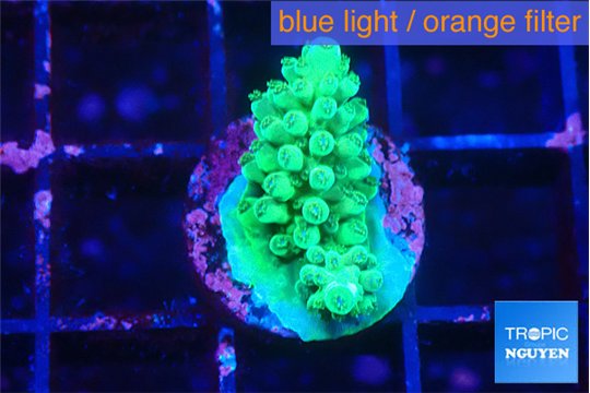 Acropora lemon green 1-2 cm WYSIWYG acclimaté