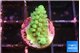 Acropora lemon green 1-2 cm WYSIWYG acclimaté