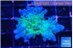 Acropora green blue ice Fijii 3-4 cm WYSIWYG acclimaté