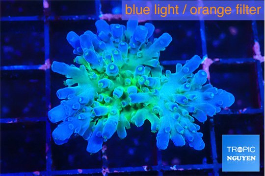 Acropora green blue ice Fijii 3-4 cm WYSIWYG acclimaté