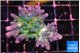 Acropora green blue ice Fijii 3-4 cm WYSIWYG acclimaté