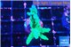 Acropora green 3-4 cm WYSIWYG acclimaté