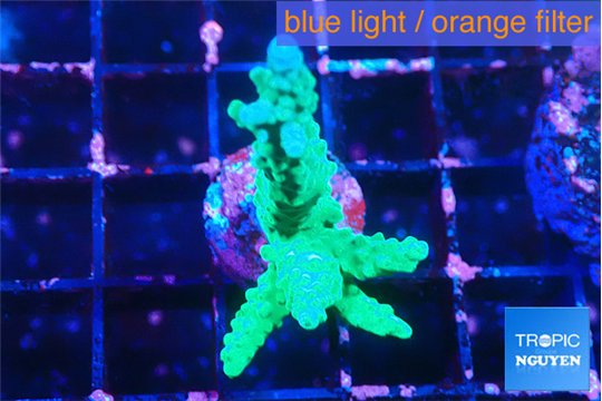 Acropora green 3-4 cm WYSIWYG acclimaté
