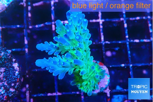 Acropora green blue ice Fijii 4 cm WYSIWYG acclimaté