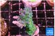 Acropora green blue ice Fijii 4 cm WYSIWYG acclimaté
