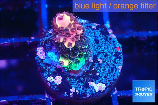 Acropora pink & green 1-2 cm WYSIWYG acclimaté