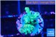 Acropora green 2 cm WYSIWYG acclimaté