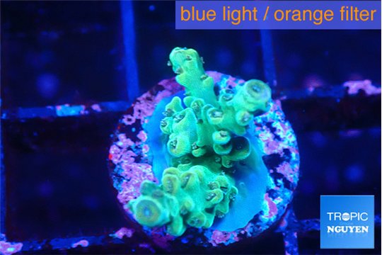 Acropora green 2 cm WYSIWYG acclimaté