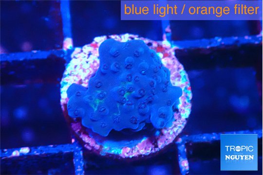 Acropora purple 1-2 cm WYSIWYG acclimaté