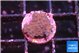 Acropora purple 1-2 cm WYSIWYG acclimaté
