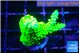 Acropora neon green 3-4 cm WYSIWYG acclimaté