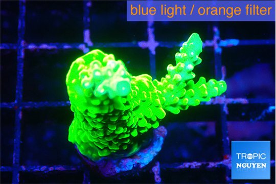 Acropora neon green 3-4 cm WYSIWYG acclimaté