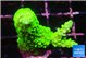 Acropora neon green 3-4 cm WYSIWYG acclimaté