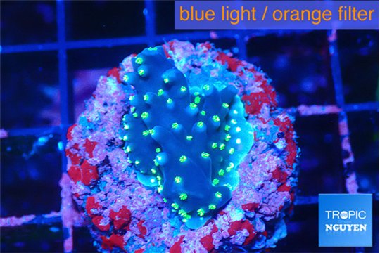Acropora carduus purple neon green polyps 2-3 cm WYSIWYG acclimaté