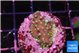 Acropora carduus purple neon green polyps 2-3 cm WYSIWYG acclimaté