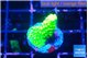 Acropora neon green 2 cm WYSIWYG acclimaté
