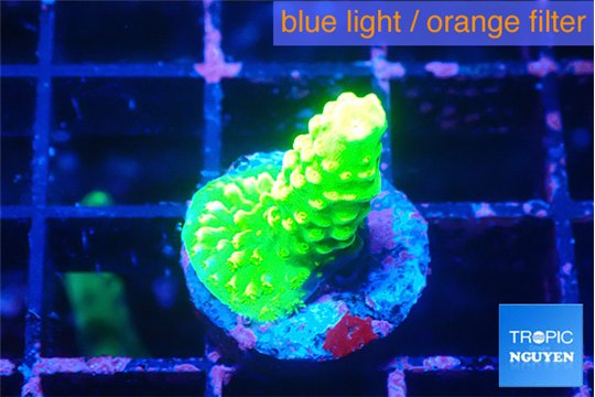 Acropora neon green 2 cm WYSIWYG acclimaté
