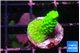 Acropora neon green 2 cm WYSIWYG acclimaté