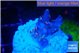 Acropora pink & green polyps Table Australia 2 cm WYSIWYG acclimaté