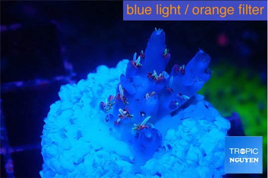 Acropora pink & green polyps Table Australia 2 cm WYSIWYG acclimaté