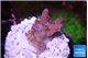 Acropora pink & green polyps Table Australia 2 cm WYSIWYG acclimaté