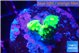 Acropora neon green 2 cm WYSIWYG acclimaté