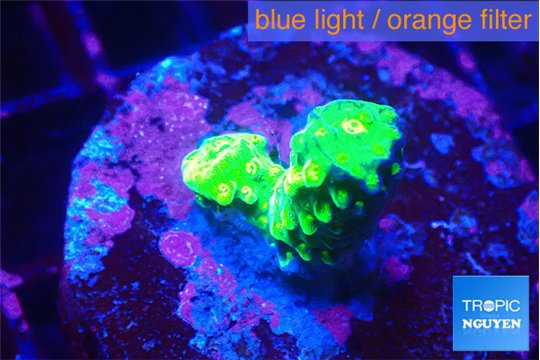Acropora neon green 2 cm WYSIWYG acclimaté