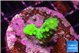 Acropora neon green 2 cm WYSIWYG acclimaté