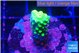 Acropora neon green 2 cm WYSIWYG acclimaté