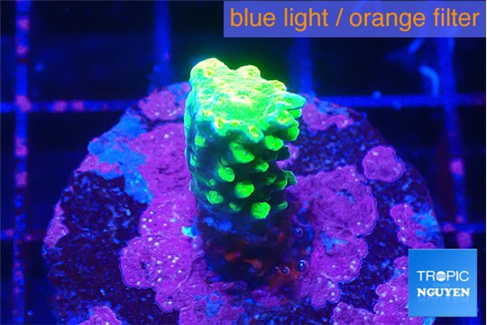 Acropora neon green 2 cm WYSIWYG acclimaté