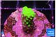 Acropora neon green 2 cm WYSIWYG acclimaté