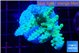 Acropora green blue ice Fijii 4-5 cm WYSIWYG acclimaté