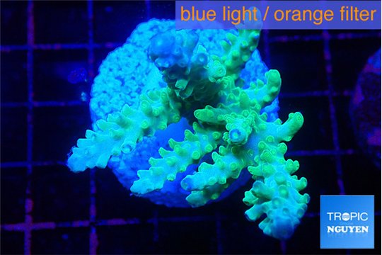 Acropora green blue ice Fijii 4-5 cm WYSIWYG acclimaté