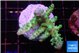 Acropora green blue ice Fijii 4-5 cm WYSIWYG acclimaté