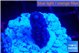 Acropora humilis full purple 2 cm WYSIWYG acclimaté