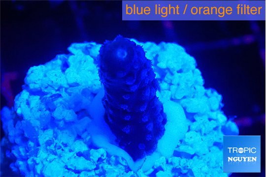 Acropora humilis full purple 2 cm WYSIWYG acclimaté